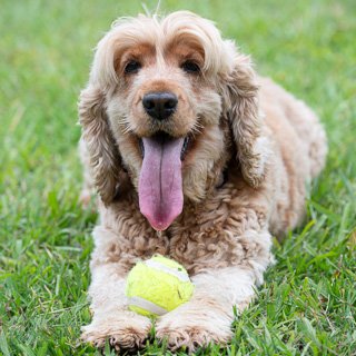 Cocker Spaniel with ball laying down on grass
